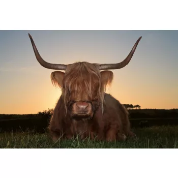 Vlies Fotótapéta - Scottish highlander cow - 375x250 cm