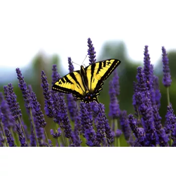   Vlies Fotótapéta - Swallowtail Butterfly on Lavender - 375x250 cm