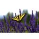 Vlies Fotótapéta - Swallowtail Butterfly on Lavender - 375x250 cm