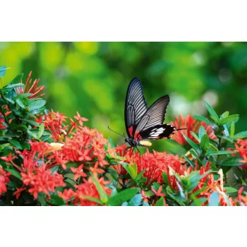  Vlies Fotótapéta - Butterfly great Mormon Ixora flower - 375x250 cm