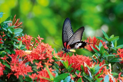 Vlies Fotótapéta - Butterfly great Mormon Ixora flower - 375x250 cm