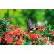 Vlies Fotótapéta - Butterfly great Mormon Ixora flower - 375x250 cm