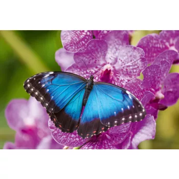 Vlies Fotótapéta - Blue morpho - 375x250 cm