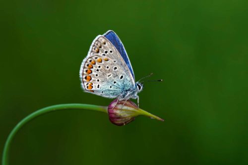 Vlies Fotótapéta - Butterfly sitting on the flower - 375x250 cm
