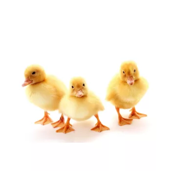  Vlies Fotótapéta - Three yellow fluffy ducklings - 375x250 cm