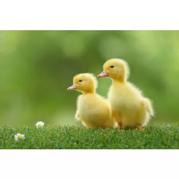   Vlies Fotótapéta - Small duck who discovers life - 375x250 cm