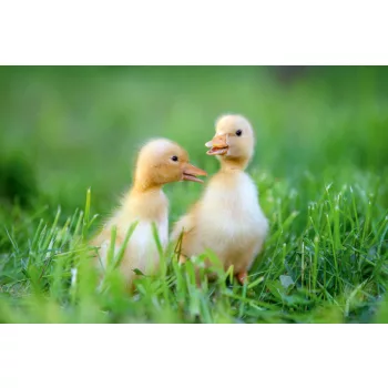   Vlies Fotótapéta - Funny Little yellow duckling - 375x250 cm