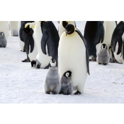   Vlies Fotótapéta - Emperor Penguin Parent and Chicks - 375x250 cm