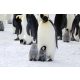 Vlies Fotótapéta - Emperor Penguin Parent and Chicks - 375x250 cm