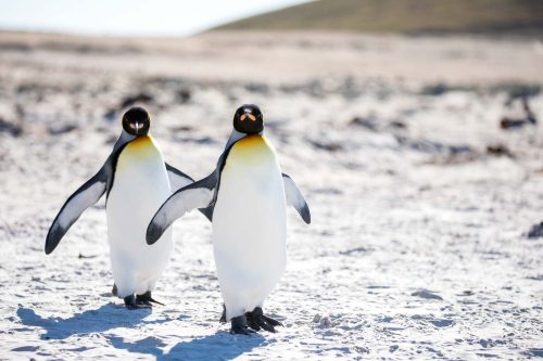 Vlies Fotótapéta - Penguins in the arctic - 375x250 cm