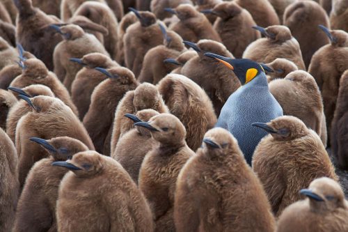 Vlies Fotótapéta - Large group of penguins - 375x250 cm