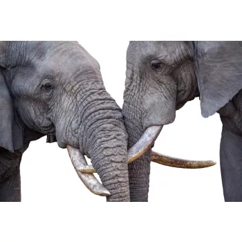  Vlies Fotótapéta - Close-up of two African bush elephant - 375x250 cm