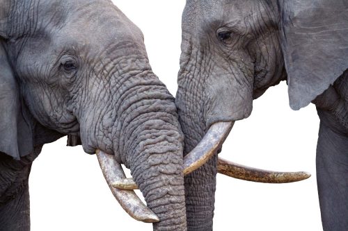 Vlies Fotótapéta - Close-up of two African bush elephant - 375x250 cm