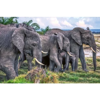Vlies Fotótapéta - Group of african elephants - 375x250 cm