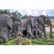 Vlies Fotótapéta - Group of african elephants - 375x250 cm