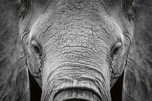 Vlies Fotótapéta - African Elephant - 375x250 cm