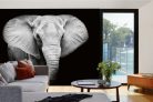 Vlies Fotótapéta - Elephant - 375x250 cm