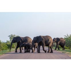 Vlies Fotótapéta - African bush elephants - 375x250 cm