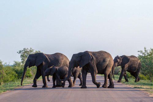 Vlies Fotótapéta - African bush elephants - 375x250 cm