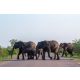 Vlies Fotótapéta - African bush elephants - 375x250 cm