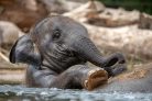 YOUNG INDIAN ELEPHANT fotótapéta, poszter, vlies alapanyag, 375x250 cm