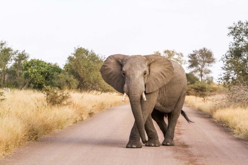 Vlies Fotótapéta - African bush elephant - 375x250 cm