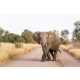 Vlies Fotótapéta - African bush elephant - 375x250 cm