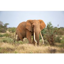   Vlies Fotótapéta - Elephant is walking between the bush - 375x250 cm