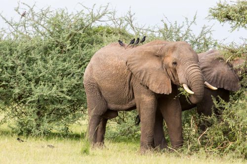 Vlies Fotótapéta - Couple of elephants - 375x250 cm