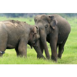 Vlies Fotótapéta - Elephants in National Park - 375x250 cm