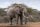 Vlies Fotótapéta - Elephant wildlife in Kenya - 375x250 cm