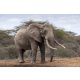 Vlies Fotótapéta - Elephant wildlife in Kenya - 375x250 cm