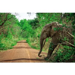   Vlies Fotótapéta - African elephant in Mole National Park - 375x250 cm