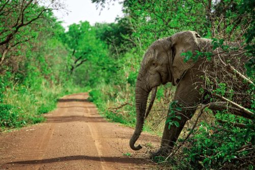 Vlies Fotótapéta - African elephant in Mole National Park - 375x250 cm