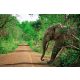 Vlies Fotótapéta - African elephant in Mole National Park - 375x250 cm