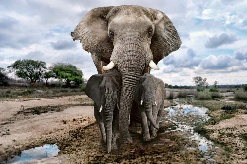 Vlies Fotótapéta - African Elephants in Africa - 375x250 cm