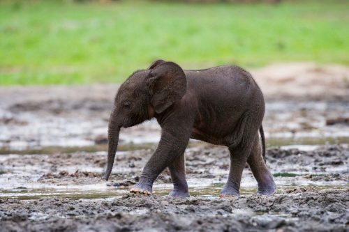 Vlies Fotótapéta - Baby forest elephant - 375x250 cm