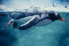 GENTOO PENGUIN SWIMMING MARINE LIFE fotótapéta, poszter, vlies alapanyag, 375x250 cm