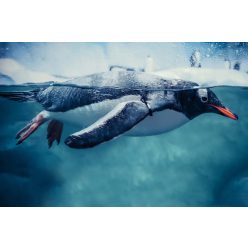   GENTOO PENGUIN SWIMMING MARINE LIFE fotótapéta, poszter, vlies alapanyag, 375x250 cm