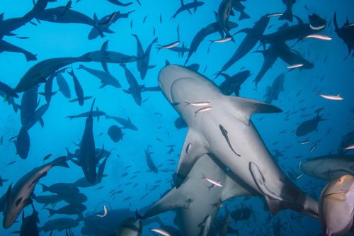 Vlies Fotótapéta - Diving with sharks - 375x250 cm