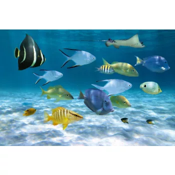Vlies Fotótapéta - School of fish - 375x250 cm