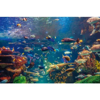   Vlies Fotótapéta - Shoal group of many tropical fishes - 375x250 cm