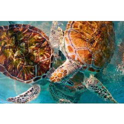   Vlies Fotótapéta - Turtles photomount in Caribbean water - 375x250 cm