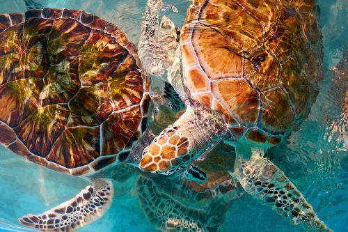 Vlies Fotótapéta - Turtles photomount in Caribbean water - 375x250 cm