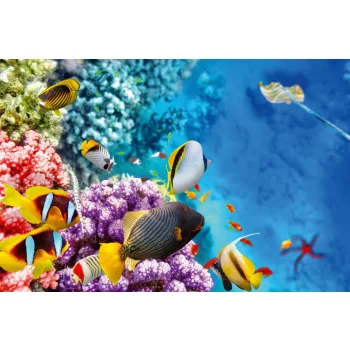 Vlies Fotótapéta - Wonderful underwater world - 375x250 cm