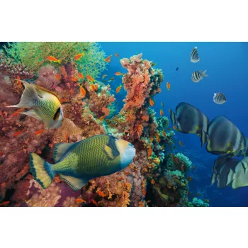 Vlies Fotótapéta - Colorful underwater - 375x250 cm