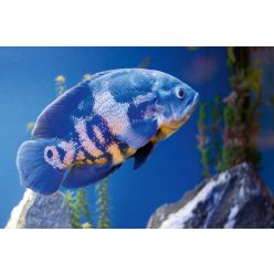 Vlies Fotótapéta - Big blue fish in aqurium - 375x250 cm