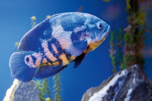 Vlies Fotótapéta - Big blue fish in aqurium - 375x250 cm