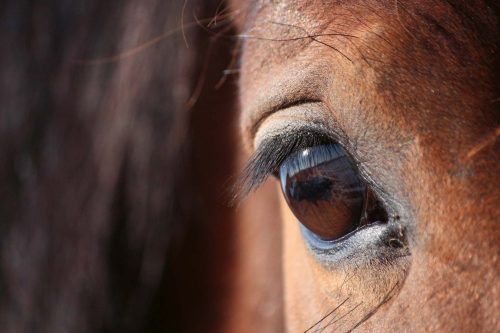 Vlies Fotótapéta - Brown beautiful horse eye - 375x250 cm