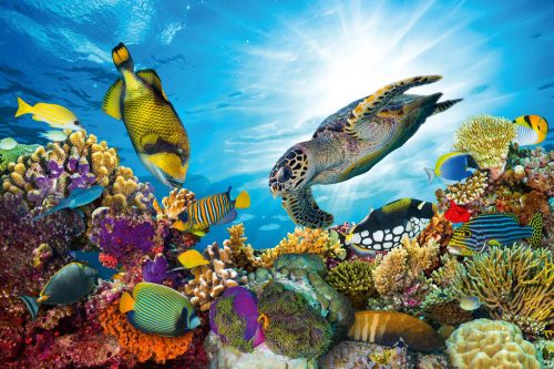 Vlies Fotótapéta -  Coral reef with many fishes - 375x250 cm